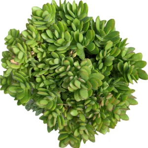 Crassula swaziensis 'Money Maker' Succulent Plant - Live Indoor/Outdoor Plant - Image 7