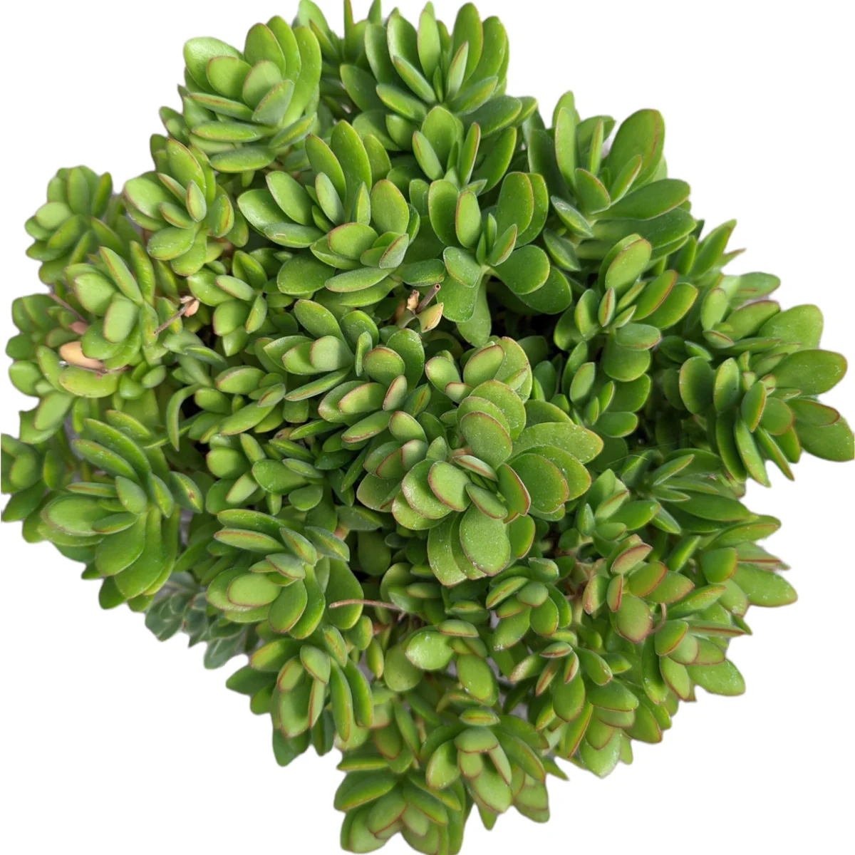 Crassula swaziensis 'Money Maker' Succulent Plant - Live Indoor/Outdoor Plant - Image 7