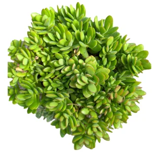 Crassula swaziensis 'Money Maker' Succulent Plant - Live Indoor/Outdoor Plant - Image 8