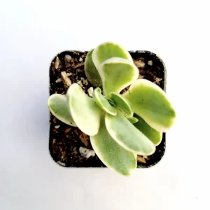 Crassula Swaziensis Variegata 'Money Maker' Succulent Plant - Live Indoor - Image 3