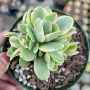 Crassula swaziensis Variegata 'Money Maker' Succulent Live Plant, Drought-Tolerant - Image 1
