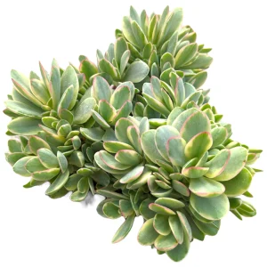 Crassula swaziensis Variegata 'Money Maker' Succulent Live Plant, Drought-Tolerant - Image 4