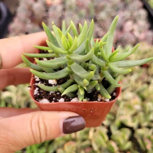 Crassula tetragona 'Miniature Pine Tree' Live Succulent Plant - Easy Care Houseplant - Image 2