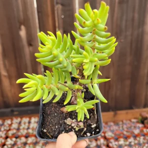 Crassula tetragona 'Miniature Pine Tree' Live Succulent Plant - Easy Care Houseplant - Image 5
