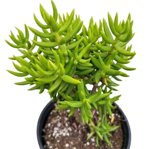 Crassula tetragona 'Miniature Pine Tree' Live Succulent Plant - Easy Care Houseplant - Image 6
