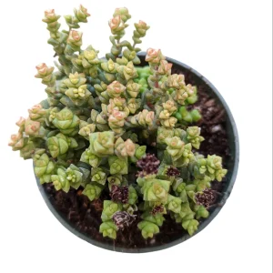 Crassula 'Tom Thumb' Succulent Live Plant - Drought Tolerant Houseplant - Image 3