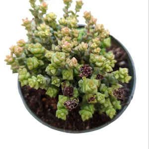 Crassula 'Tom Thumb' Succulent Live Plant - Drought Tolerant Houseplant - Image 4