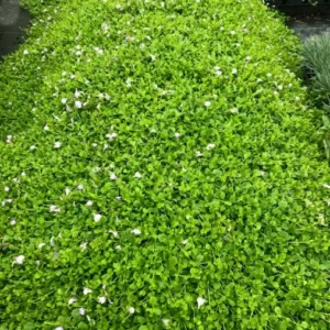 Creeping Blue Mazus Reptans Live Plant - Blue Flowers, 4 inch Pot, Outdoor Groundcover - Image 1