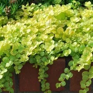 Creeping Golden Jenny Live Plant – Lysimachia nummularia 'Aurea' – Vibrant Chartreuse Groundcover - Image 2