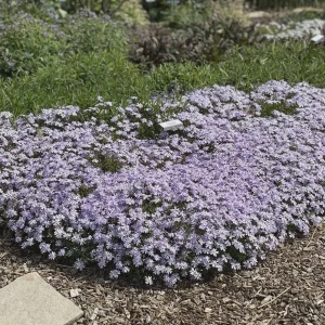 Creeping Phlox Emerald Blue Live Plant – Phlox Subulata Groundcover Perennial 4 inch Pot - Image 1
