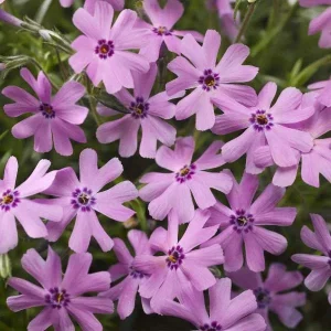 Creeping Phlox Fort Hill Live Plant, Rose Pink Flowers, 1" Plug, Outdoor Perennial - Image 1