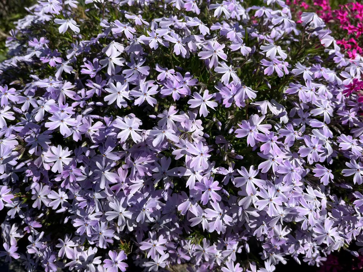 Creeping Phlox Live Plant Plugs - Perennial Groundcover for Rock Gardens, 1 inch Container - Image 10