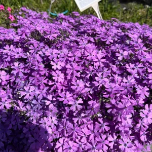 Creeping Phlox Live Plant Plugs - Perennial Groundcover for Rock Gardens, 1 inch Container - Image 2