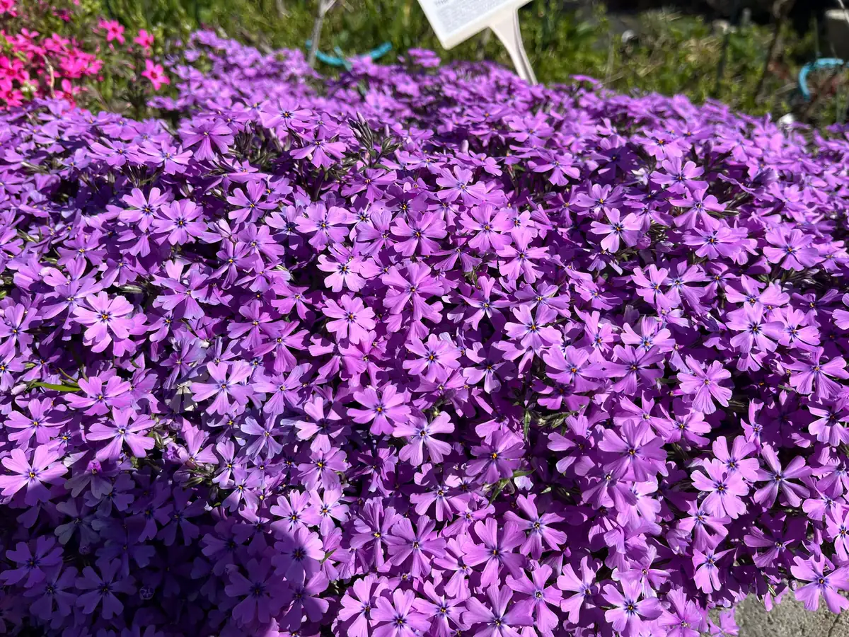 Creeping Phlox Live Plant Plugs - Perennial Groundcover for Rock Gardens, 1 inch Container - Image 2
