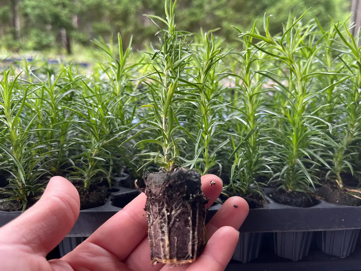 Creeping Phlox Live Plant Plugs - Perennial Groundcover for Rock Gardens, 1 inch Container - Image 3