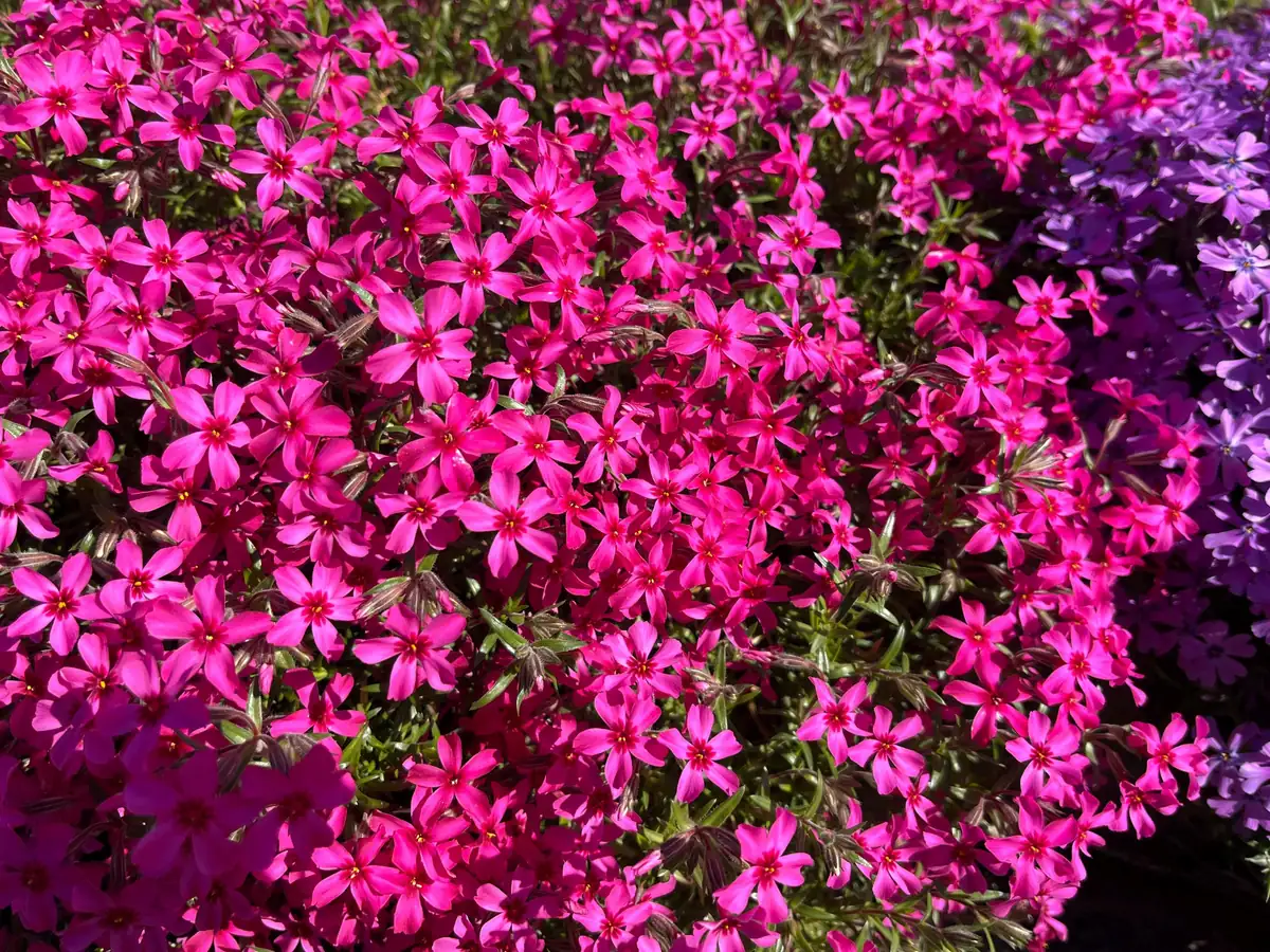 Creeping Phlox Live Plant Plugs - Perennial Groundcover for Rock Gardens, 1 inch Container - Image 4