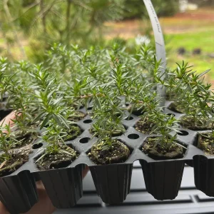 Creeping Phlox Live Plant Plugs - Perennial Groundcover for Rock Gardens, 1 inch Container - Image 5