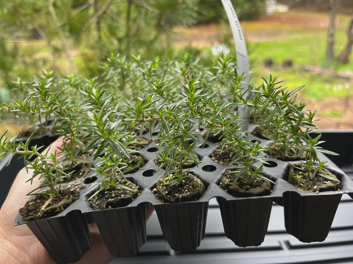 Creeping Phlox Live Plant Plugs - Perennial Groundcover for Rock Gardens, 1 inch Container - Image 5