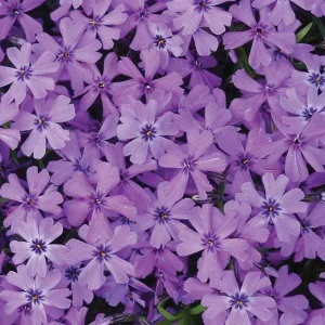 Creeping Phlox Live Plant Plugs - Perennial Groundcover for Rock Gardens, 1 inch Container - Image 6