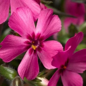 Creeping Phlox Live Plant Plugs - Perennial Groundcover for Rock Gardens, 1 inch Container - Image 9