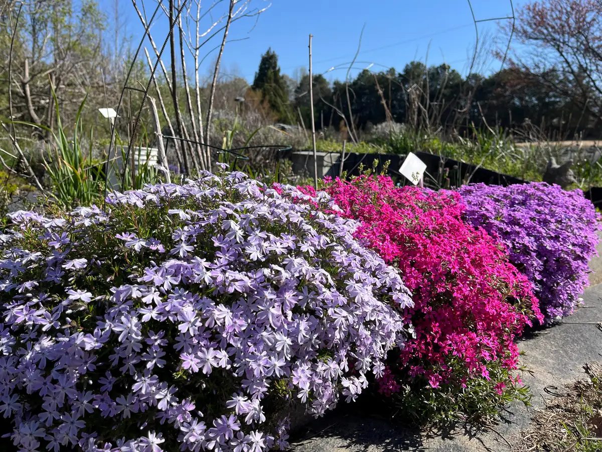 Creeping Phlox Live Plant Plugs - Perennial Groundcover for Rock Gardens, 1 inch Container - Image 1