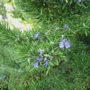 Creeping Rosemary Live Plant - Rosmarinus officinalis 'Prostratus' - 4