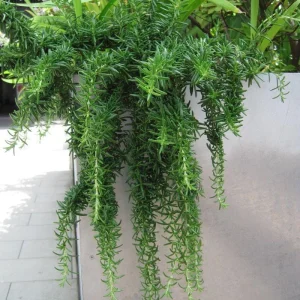 Creeping Rosemary Live Plant - Rosmarinus officinalis 'Prostratus' - 4" Pot - Image 1