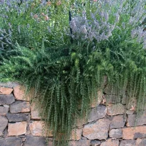 Creeping Rosemary Live Plant - Rosmarinus officinalis 'Prostratus' - 4