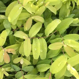 Creeping St. John's Wort 'Brigadoon' Live Plant – Golden Yellow Foliage – 4 inch Pot - Image 2