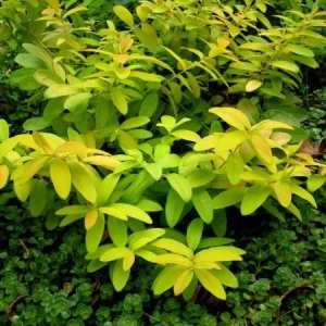 Creeping St. John's Wort 'Brigadoon' Live Plant – Golden Yellow Foliage – 4 inch Pot - Image 3