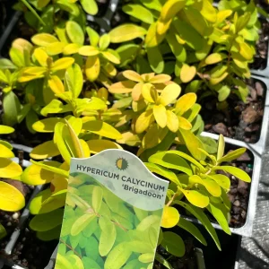 Creeping St. John's Wort 'Brigadoon' Live Plant – Golden Yellow Foliage – 4 inch Pot - Image 5