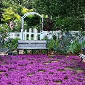 Creeping Thyme Herb Seeds - Non-GMO Perennial Ground Cover - 300+ Seeds - Image 1