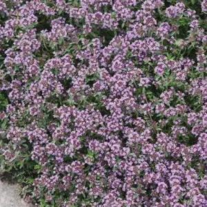 Creeping Thyme Live Plant – Fragrant Perennial Groundcover – 3-4 inch Pot - Image 4