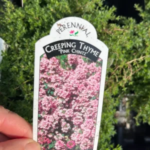 Creeping Thyme Live Plant – Fragrant Perennial Groundcover – 3-4 inch Pot - Image 9