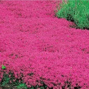 Creeping Thyme Seeds - Pink Purple Ground Cover Perennial Herb - 100 Seeds - Image 1