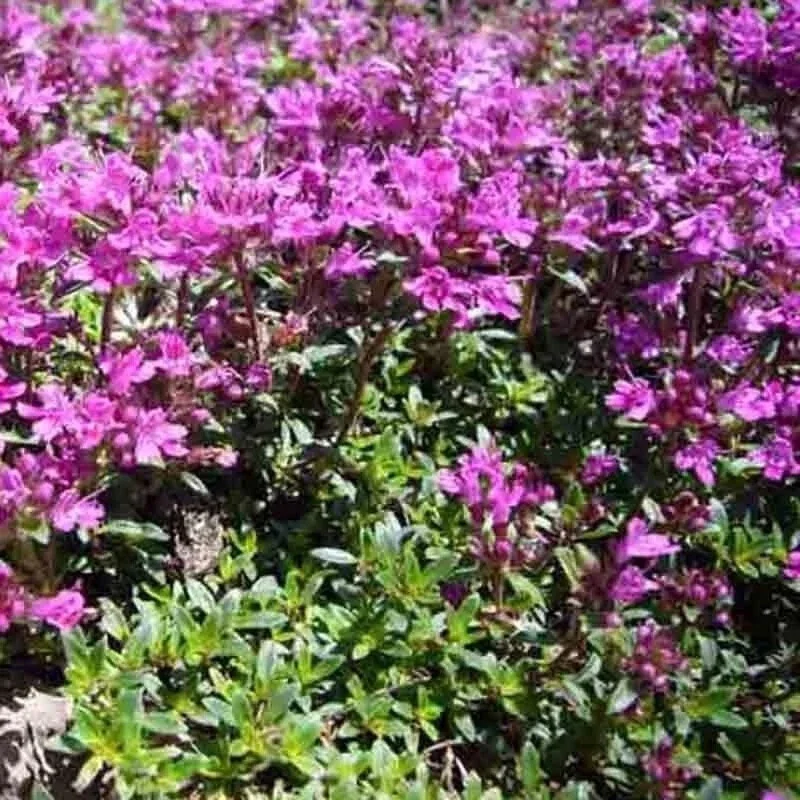 Creeping Thyme Seeds - Purple Groundcover Lawn Herb, Drought Perennial, 400+ Seeds - Image 2