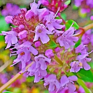 Creeping Thyme Seeds - Purple Groundcover Lawn Herb, Drought Perennial, 400+ Seeds - Image 1