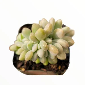 Cremeria Expatriata Crest Succulent Live Plant - Drought-Tolerant - Image 3