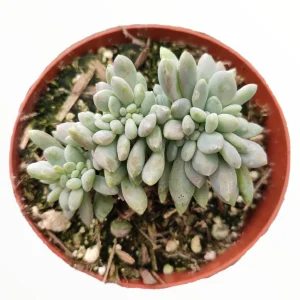 Cremeria Expatriata Crest Succulent Live Plant - Drought-Tolerant - Image 1