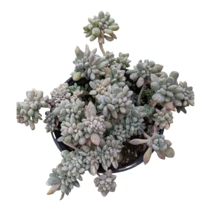 Cremeria Expatriata Crest Succulent Live Plant - Drought-Tolerant - Image 6