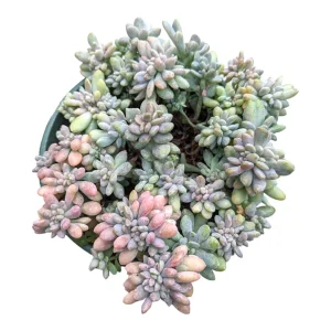 Cremeria Expatriata Crest Succulent Live Plant - Drought-Tolerant - Image 7