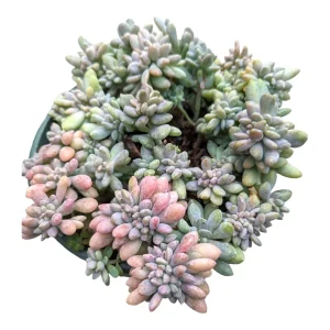 Cremeria Expatriata Crest Succulent Live Plant - Drought-Tolerant - Image 8