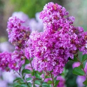 Crepe Myrtle Cuttings - 7-Pack - Fast Grow for Rooting Plant - Indoor & Outdoor - Image 2