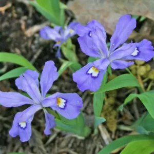 Crested Wild Iris Bare Roots - Set of 10 - Perennial Woodland Flower - Image 2