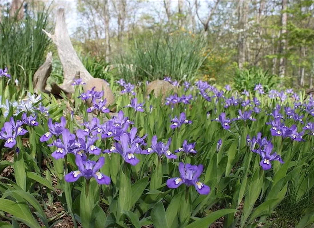 Crested Wild Iris Bare Roots - Set of 10 - Perennial Woodland Flower - Image 3