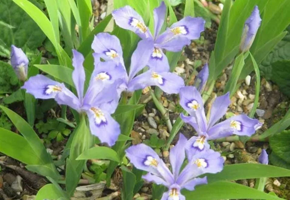 Crested Wild Iris Bare Roots - Set of 10 - Perennial Woodland Flower - Image 4