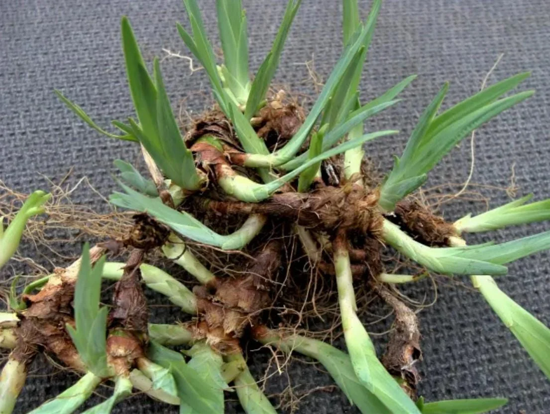 Crested Wild Iris Bare Roots - Set of 10 - Perennial Woodland Flower - Image 5