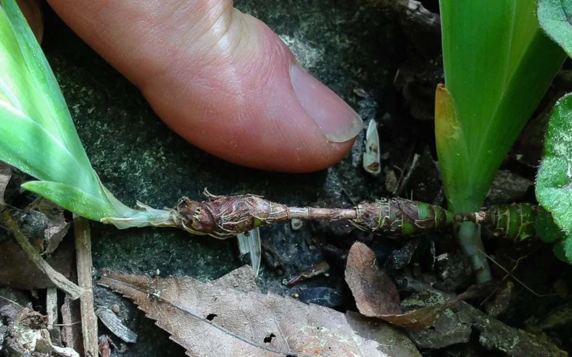 Crested Wild Iris Bare Roots - Set of 10 - Perennial Woodland Flower - Image 6