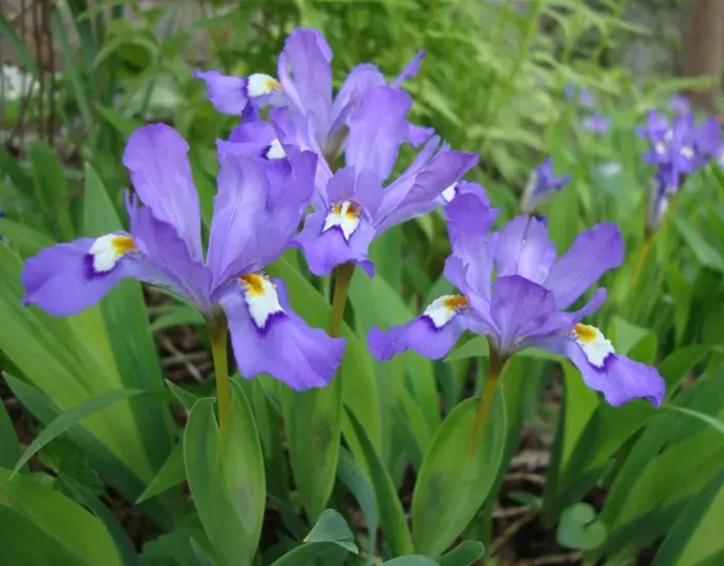 Crested Wild Iris Bare Roots - Set of 10 - Perennial Woodland Flower - Image 1