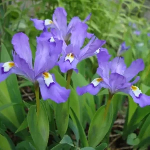 Crested Wild Iris Roots - Iris cristata - Perennial Woodland Flower - Set of 5 - Image 3